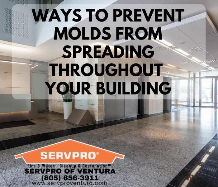 Mold Cleaning in Ventura California